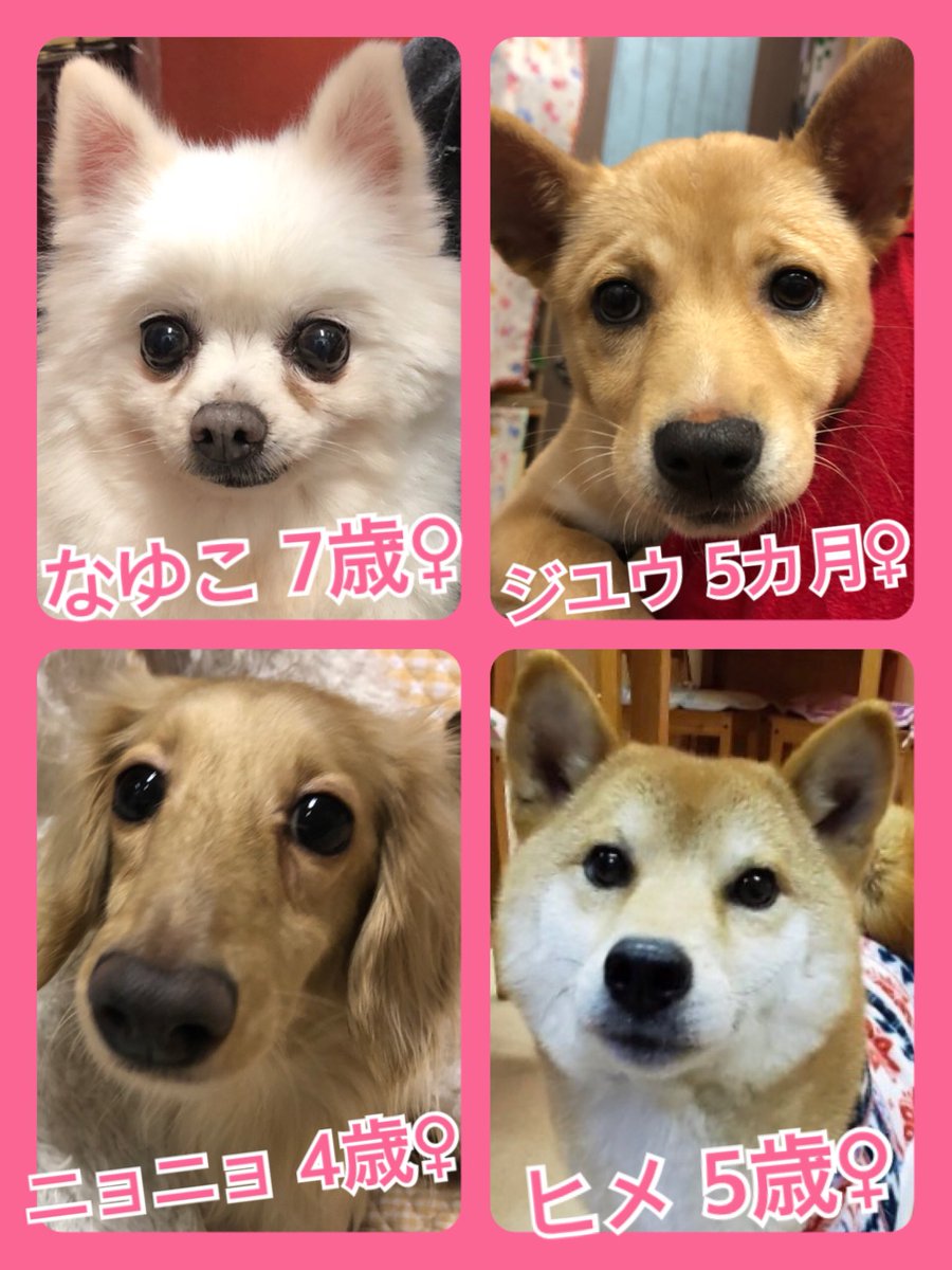 🐾今日の里親様募集中ワンコ🐶メンバーです🐾2020,2,11